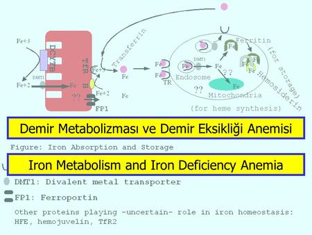 Iron Metabolism and Iron Deficiency Anemia Demir Metabolizması ve Demir Eksikliği Anemisi.