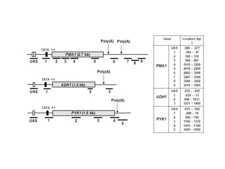 GeneLocation (bp ) PMA1 UAS 1 2 3 4 5 6 7 8 9 -926 ~ -677 -304 ~ -47 168 ~ 376 584 ~ 807 1010 ~ 1250 2018 ~ 2290 2866 ~ 3098 3287 ~ 3500 3448 ~ 3662 3619.