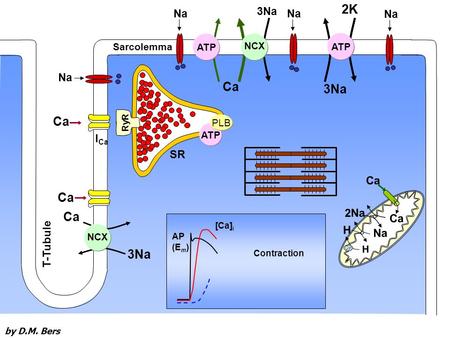 Ca Na H 2Na H Cyt ATP Sarcolemma I Ca Ca 3Na SR RyR 3Na Ca T-Tubule Na Ca NCX ATP 2K ATP PLB AP (E m ) [Ca] i Contraction 3Na 2K ATP by D.M. Bers.