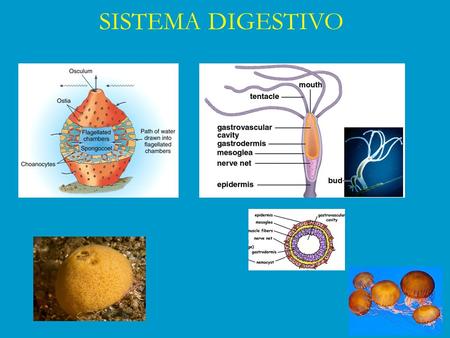 SISTEMA DIGESTIVO.