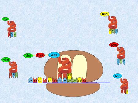 Asn Met ArgCys. Asn Met ArgCys Asn Met ArgCys Asn Met ArgCys.