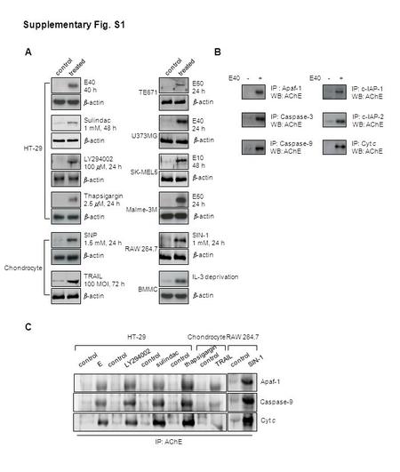 Apaf-1 Caspase-9 Cyt c control sulindac control E LY294002 control TRAIL thapsigargin HT-29Chondrocyte control SIN-1 RAW 264.7 IP: AChE C Supplementary.