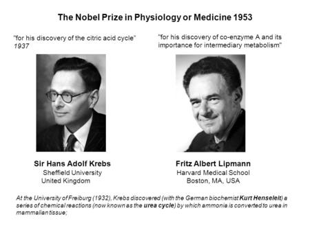 Sir Hans Adolf Krebs Sheffield University United Kingdom Fritz Albert Lipmann Harvard Medical School Boston, MA, USA The Nobel Prize in Physiology or Medicine.