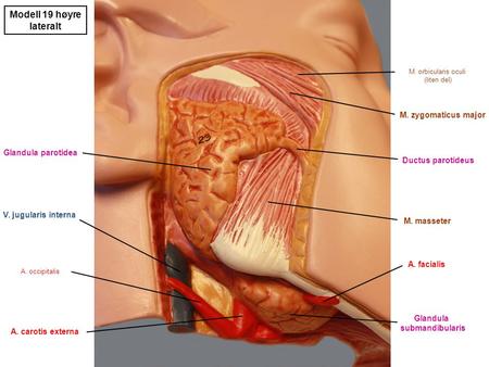 Modell 19 høyre lateralt M. zygomaticus major Glandula parotidea