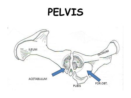 PELVIS ILEUM ISCHIUM il is p ACETABULUM FOR.OBT. PUBIS.