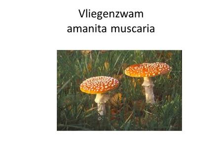 Vliegenzwam amanita muscaria. Groene knolamaniet amanita phalloides.