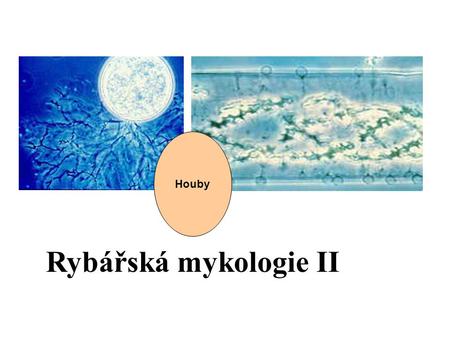 Rybářská mykologie II Houby. Část přednášky převzata od: Mgr. Karel Prášil, CSc. a RNDr. Jiří Neustupa, Ph.D, PřF UK Praha.