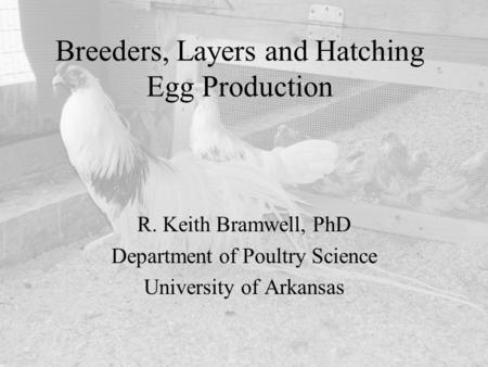 Breeders, Layers and Hatching Egg Production