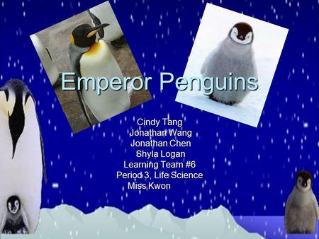 Emperor Penguins Cindy Tang Jonathan Wang Jonathan Wang Jonathan Chen Jonathan Chen Shyla Logan Shyla Logan Learning Team #6 Period 3, Life Science Miss.