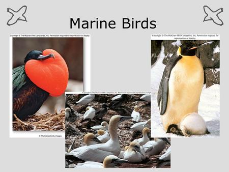 Marine Birds.