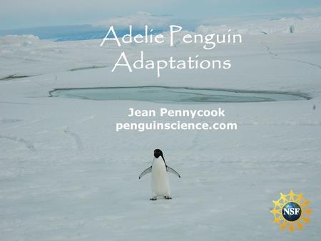 Adelie Penguin Adaptations