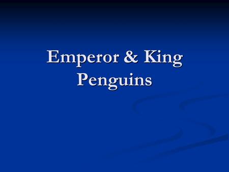 Emperor & King Penguins. The ancestors of Adélie and Emperor penguins lived in areas of temperate climate (like California is now). When Adelie (and Emperor)