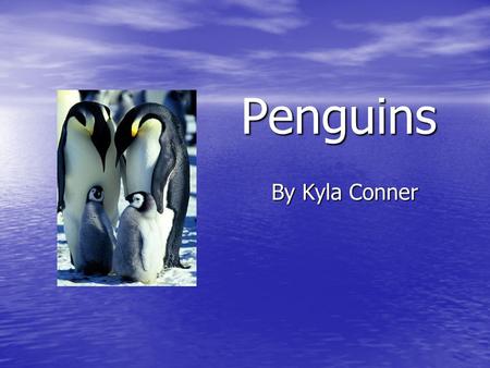 Penguins By Kyla Conner. Objectives You will identify the life cycle of a penguin. You will identify the life cycle of a penguin. You will be able to.