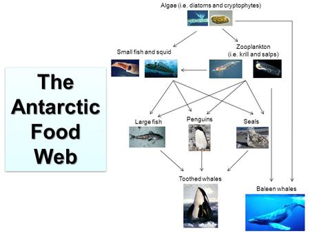 Algae (i.e. diatoms and cryptophytes) Zooplankton (i.e. krill and salps) Small fish and squid Large fish Penguins Seals Toothed whales Baleen whales The.