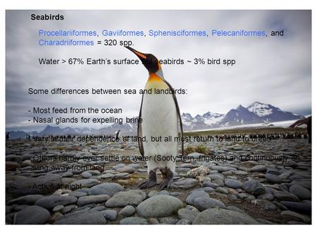 Seabirds Procellariiformes, Gaviiformes, Sphenisciformes, Pelecaniformes, and Charadriiformes = 320 spp. Water > 67% Earth’s surface but seabirds ~ 3%