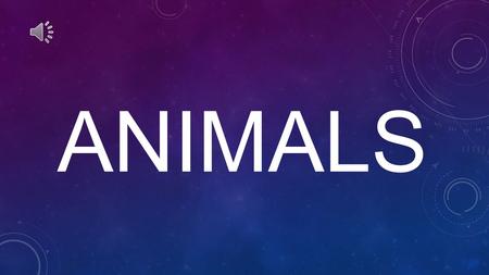 ANIMALS ANIMALS HAVE GOT FUR, FEATHERS, SCALES, SHELL TO PROTECT THEIR BODIES.