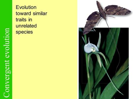 Convergent evolution Evolution toward similar traits in unrelated species.