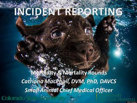 Morbidity & Mortality RoundsMorbidity & Mortality Rounds Catriona MacPhail, DVM, PhD, DAVCSCatriona MacPhail, DVM, PhD, DAVCS Small Animal Chief Medical.