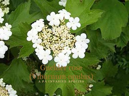 A PA INVASIVE SPECIES Guelder rose (Viburnum opulus)