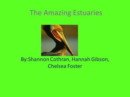 The Amazing Estuaries By:Shannon Cothran, Hannah Gibson, Chelsea Foster.