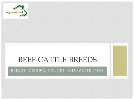 BREEDS, ORIGINS, COLORS, CHARACTERISTICS BEEF CATTLE BREEDS.