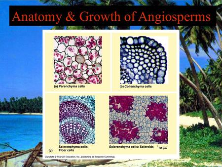 Anatomy & Growth of Angiosperms