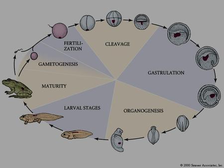 Egg of toad Cleavage Axis of cleavage Gastrulation Gastrulation carried out byMigration of cells from the surface Toward the blastopore (epiboly),