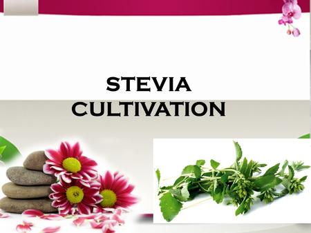 STEVIA CULTIVATION. The task defined Organize a complete health festival- Bringing people under one roof, where they can get acquainted to various ways.