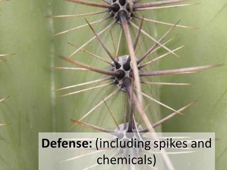 Defense: (including spikes and chemicals). Questions Any questions?