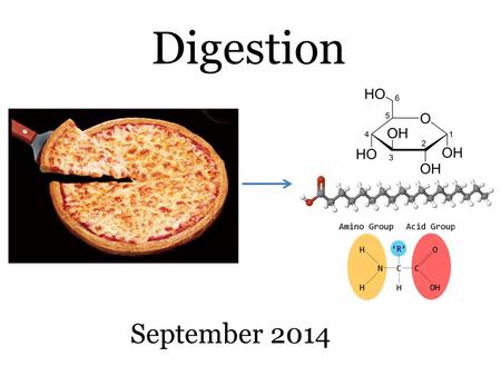 Digestion September 2014. REMINDER These slides are supplementary notes to help you visualize important parts of the chalkboard lectures. They do NOT.