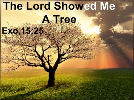 The Lord Showed Me A Tree Exo.15:25. The Ark That Saved And Protected God's People The ark was the only refuge from the wrath of God against sin - Gen.