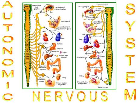 AUTONOMIC SYSTEM NERVOUS.