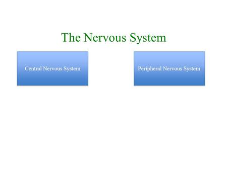 The Nervous System Central Nervous System Peripheral Nervous System.