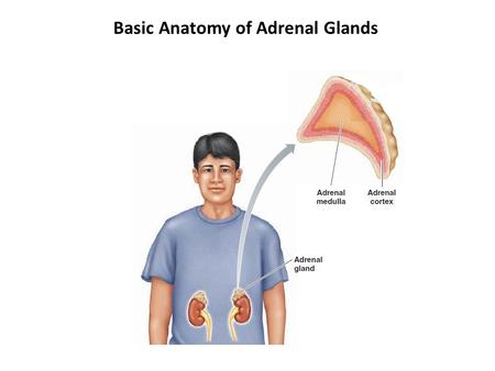 Basic Anatomy of Adrenal Glands