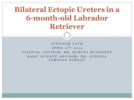 Bilateral Ectopic Ureters in a 6-month-old Labrador Retriever