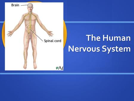 The Human Nervous System