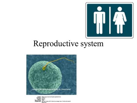 Reproductive system.