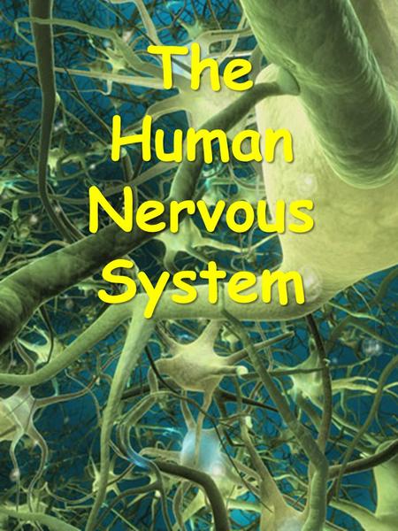 The Human Nervous System