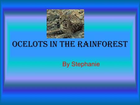 Ocelots in the Rainforest