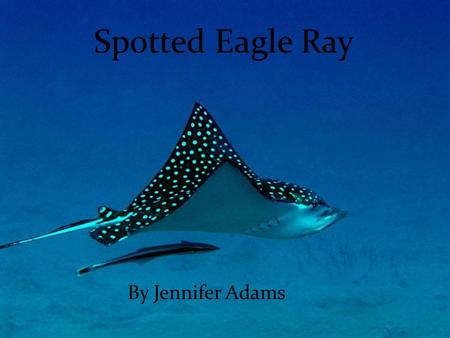 Spotted Eagle Ray By Jennifer Adams. Description 3.5 m (11 ft) wide 9m (30 ft) long Max 507 lbs long snout (duck’s bill) whip like long tale abundance.