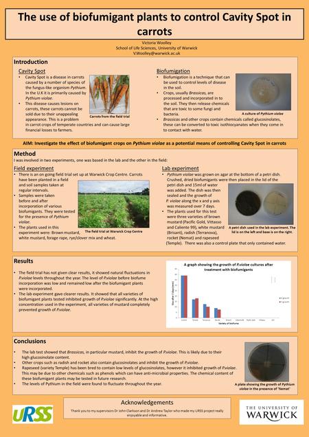 The use of biofumigant plants to control Cavity Spot in carrots Introduction Cavity Spot Cavity Spot is a disease in carrots caused by a number of species.