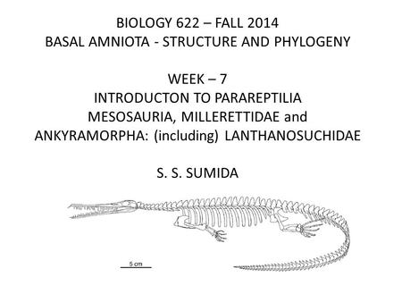 BIOLOGY 622 – FALL 2014 BASAL AMNIOTA - STRUCTURE AND PHYLOGENY WEEK – 7 INTRODUCTON TO PARAREPTILIA MESOSAURIA, MILLERETTIDAE and ANKYRAMORPHA: (including)