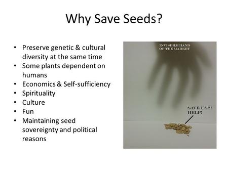 Why Save Seeds? Preserve genetic & cultural diversity at the same time Some plants dependent on humans Economics & Self-sufficiency Spirituality Culture.