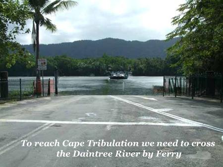 To reach Cape Tribulation we need to cross the Daintree River by Ferry.