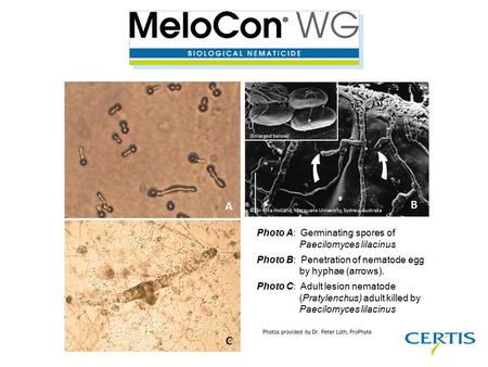 C Photos provided by Dr. Peter Lüth, ProPhyta Photo A: Germinating spores of Paecilomyces lilacinus Photo B: Penetration of nematode egg by hyphae (arrows).