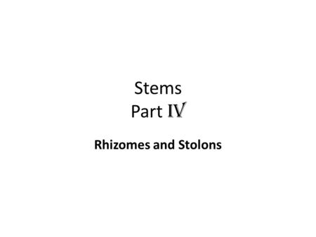 Stems Part IV Rhizomes and Stolons. Types of underground stems Besides tubers, corms and bulbs there are structures that look like regular stems but are.