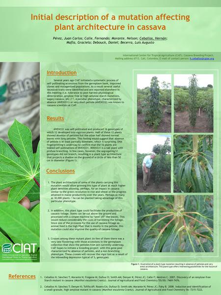 Initial description of a mutation affecting plant architecture in cassava Pérez, Juan Carlos; Calle, Fernando; Morante, Nelson; Ceballos, Hernán; Mafla,