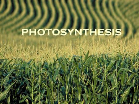 PHOTOSYNTHESIS. 6CO 2 + 6H 2 O  C 6 H 12 O 6 + 6O 2.