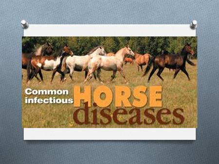 Wild vs. Domestic Equine O Wild (Feral) Equine (i.e. Mustangs, burro) 1. Average lifespan 30-40 yrs. 2. “Survival of the Fittest” way of life creating.