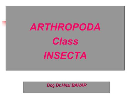 ARTHROPODA Class INSECTA